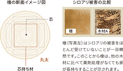 檜の断面イメージ図 シロアリ被害の比較 檜（写真左）はシロアリの被害をほとんど受けていないことが一目瞭然です。このことから檜は、他の木材に比べて薬剤処理がなくても家が長持ちすることが示されます。