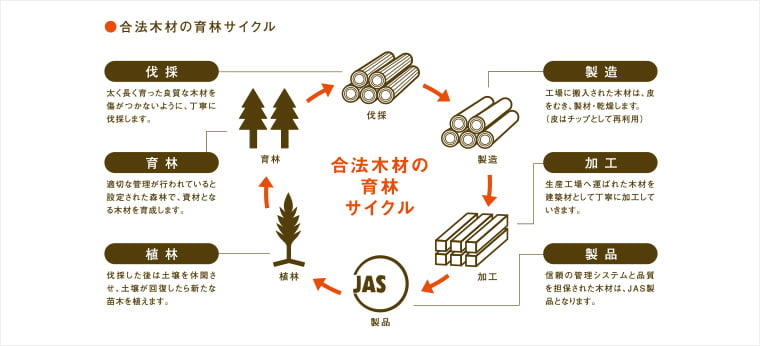 合法木材の育成サイクル